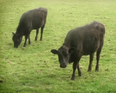 Keeping your dairy herd cool helps them keep their production of milk high - A cool cow is a happy cow